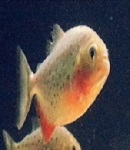 Kullanıcı avatarı