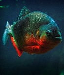 Kullanıcı avatarı