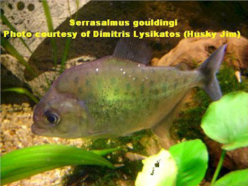 Serrasalmus-Gouldingi-2