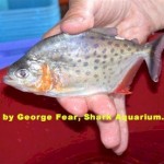 Serrasalmus Hollandi